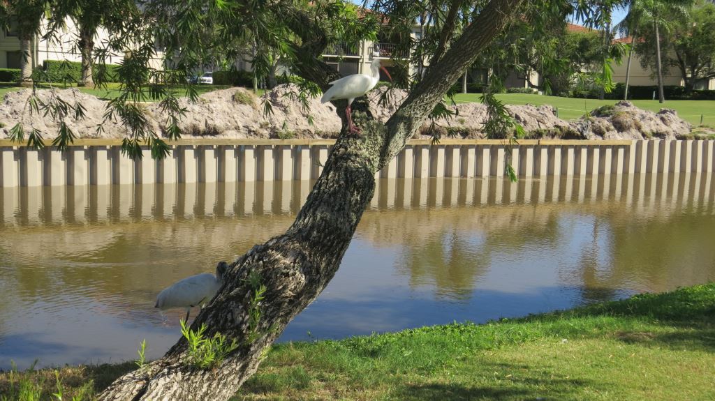 golf course lakewall