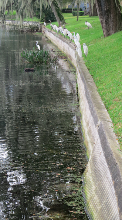 https://everlastseawalls.com/app/uploads/2018/11/birds-on-crumbling-seawall-orlando-florida-hospital.png